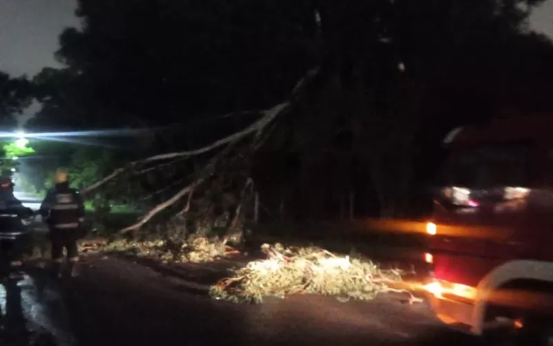 Cay&oacute; un &aacute;rbol y gener&oacute; peligro