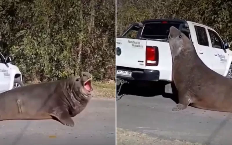 Videos: rescataron al elefante marino en Ensenada y lo liberaron en el R&iacute;o de la Plata