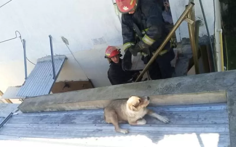 Bomberos rescat&oacute; a un animal que estaba en peligro