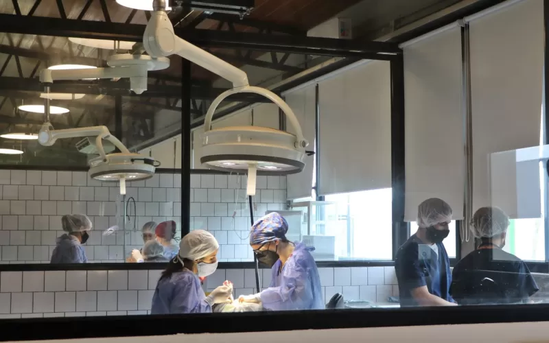 Entregan turnos para castración