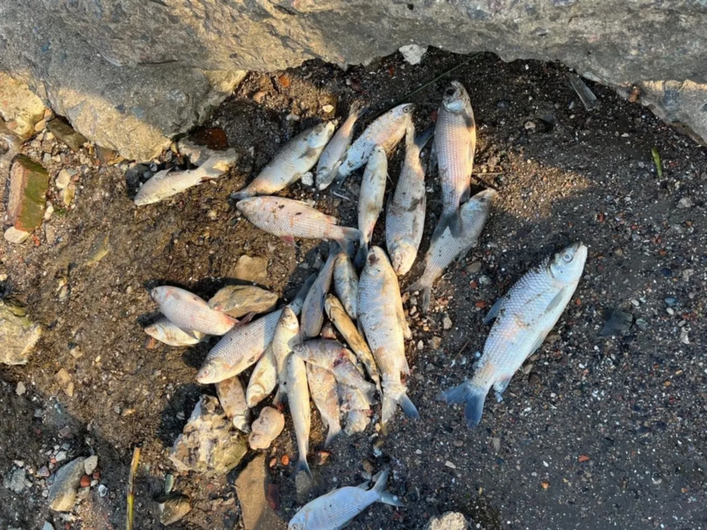 La bajante del Río de la Plata dejó cientos de peces muertos en Punta Lara