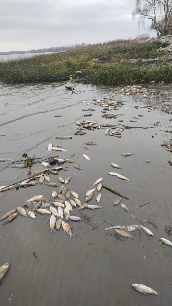 La bajante del Río de la Plata dejó cientos de peces muertos en Punta Lara