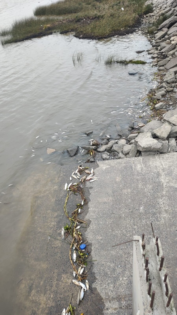 La bajante del Río de la Plata dejó cientos de peces muertos en Punta Lara