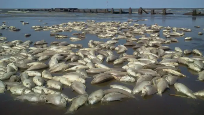 La bajante del Río de la Plata dejó cientos de peces muertos en Punta Lara